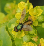 Chloromyia-formosa